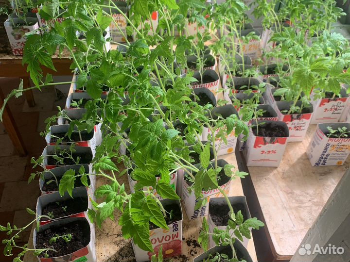 Рассада помидор