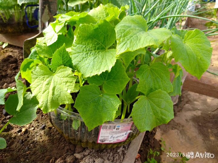 Огурцы, кабачки, тыква