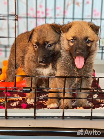 Щенки девочки