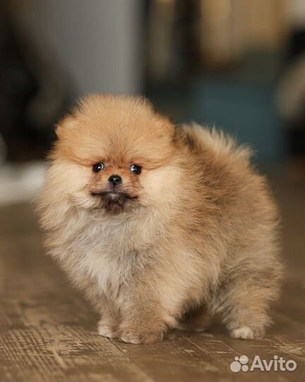 Померанская девочка РКФ мини