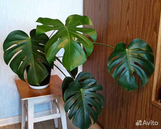 Цветок монстера