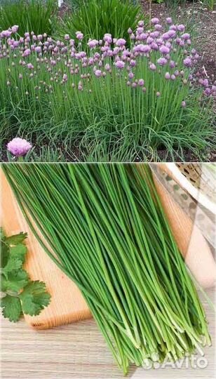 Иссоп, душица, мята, мелиса лук многолетний