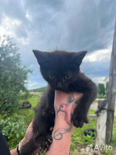 Котенок в добрые руки