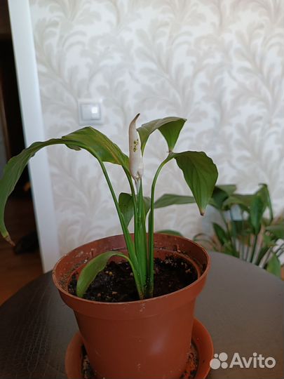 Спатифиллум