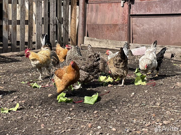 Куры несушки