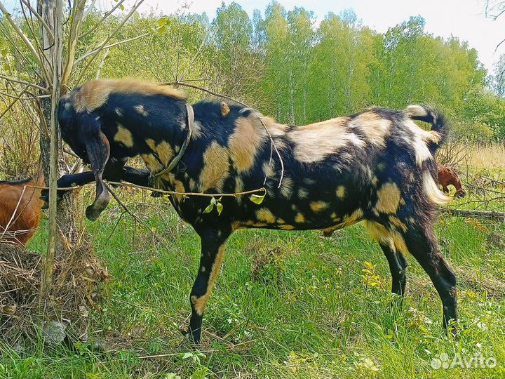 Козел и козочка камори-нубийский