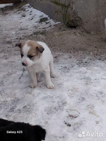 Отдам щенка в добрые руки