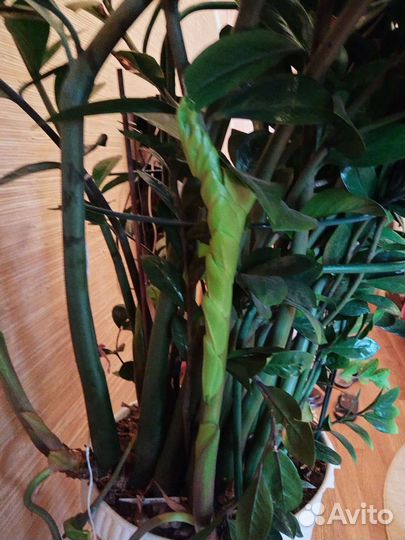 Замиокулькас