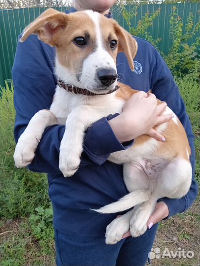 Нашли щенка, 4,5мес. в добрые руки