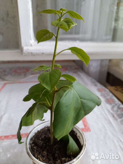 Бугенвиллия Дон Марио