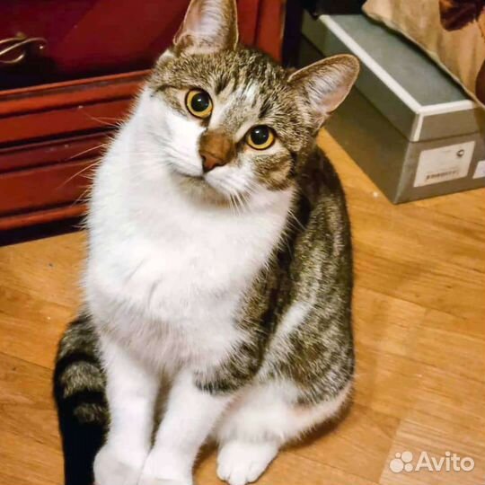 Стеша, милое создание ищет чуткое сердце