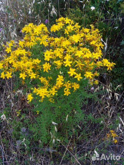 Многолетники: Зверобой солнечный саженцы