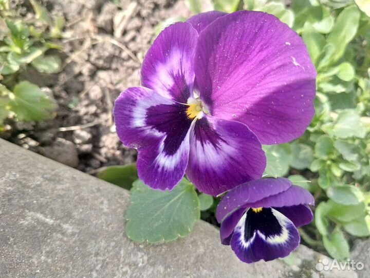 Анютины глазки, виола