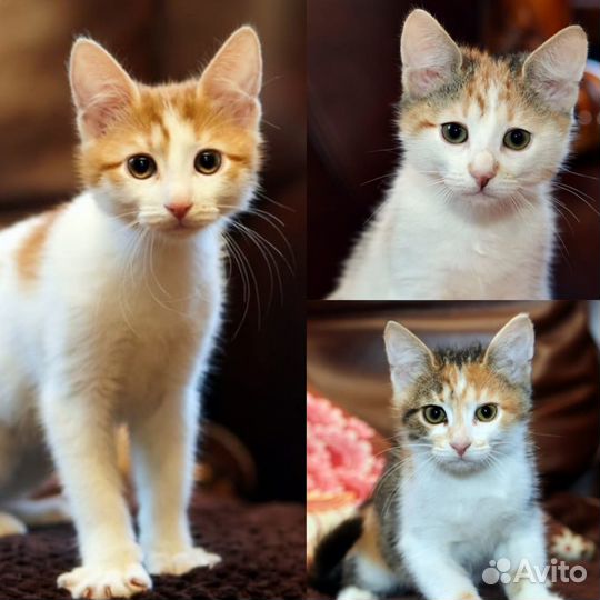 Котята девочки в добрые руки