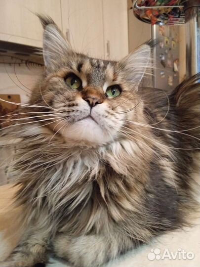 Настоящий мальчик Мейн-кун