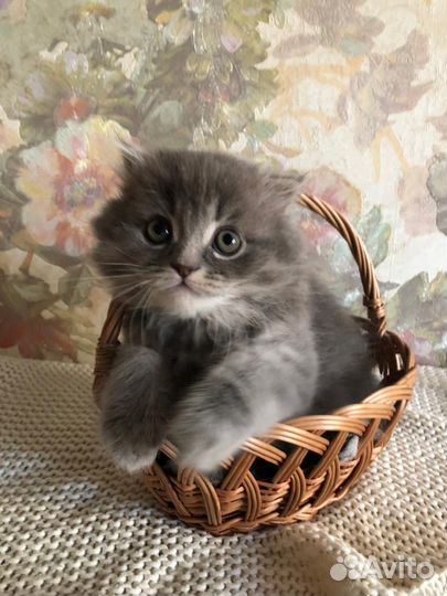 Шотландские котята