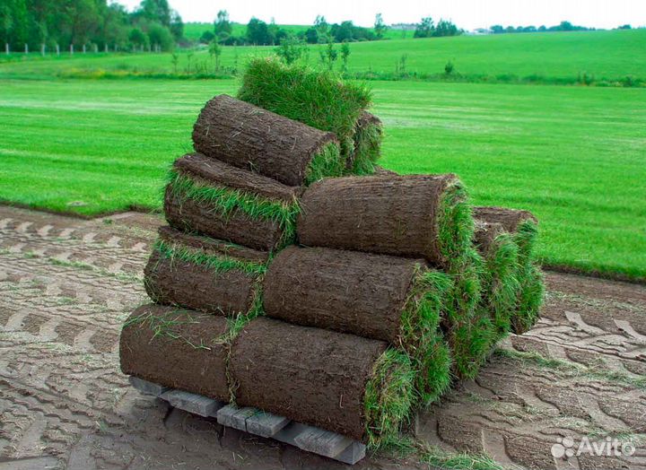 Укладка рулонных газонов ключ