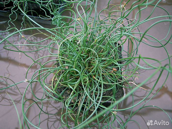 Растения для пруда водные растения. Часть 5