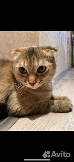 Пропала кошка