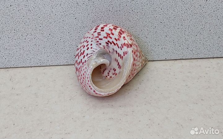 Трохус красный 6,4 морская ракушка раковина