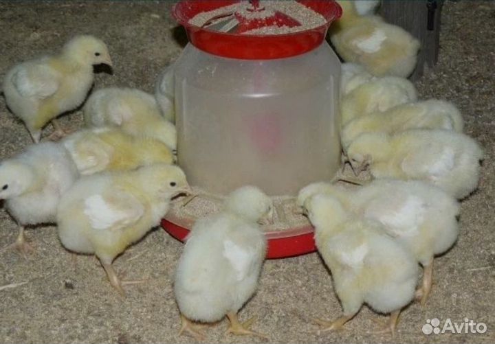 Цыплята бройлеры суточные кобб 500