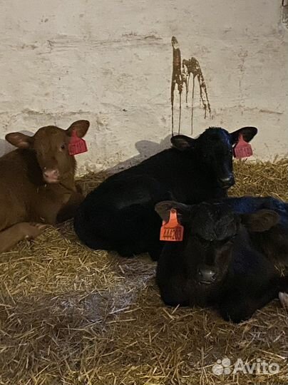 Продам телят