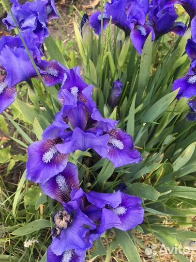 Ирисы карликовые