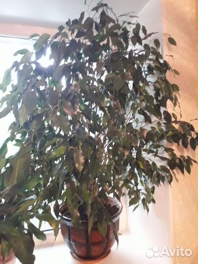 Фикус бенджамина