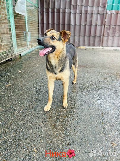 Собака в добрые руки