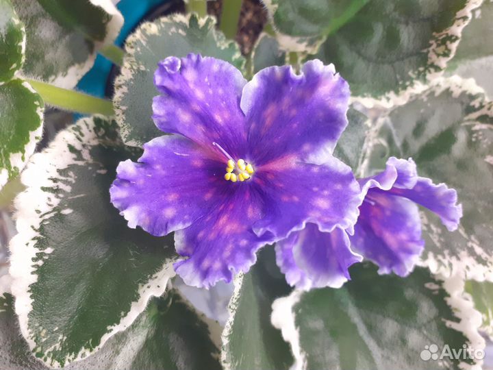 Черенки сортовых фиалок