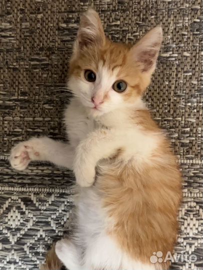 Рыжий котенок в добрые руки