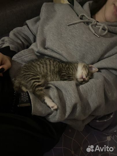 Отдаю в добрые руки котенка