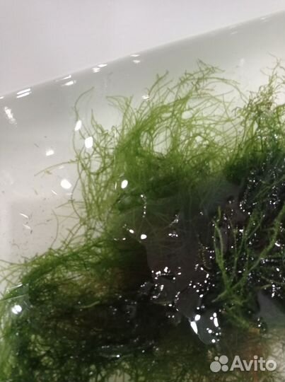 Мох аквариумный