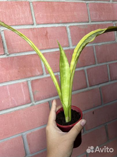 Сансевиерия лоурен
