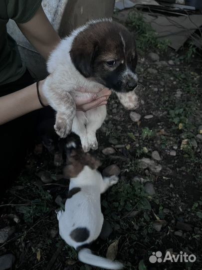 Отдам в добрые руки