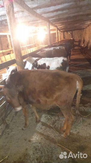 Коровы и телки бычки