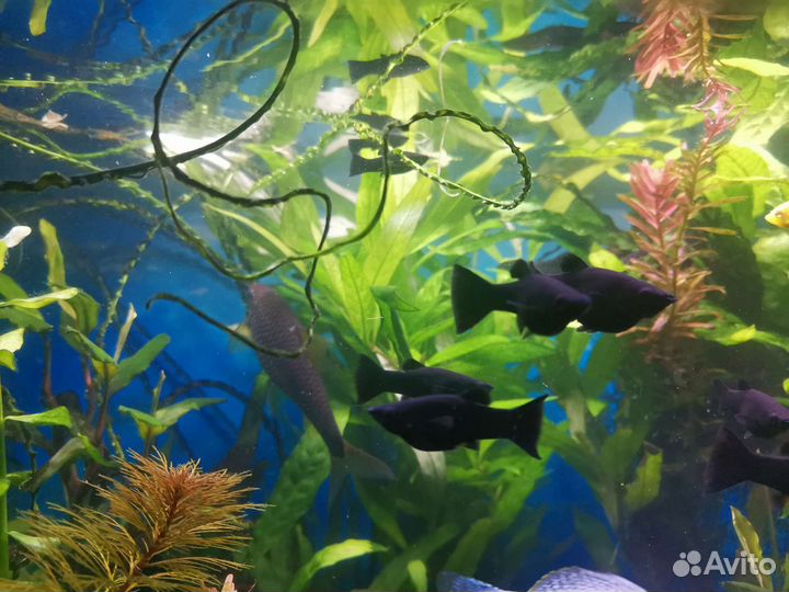 Молинезии черные