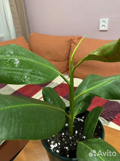 Фикус каучуконосный. Комнатные цветы