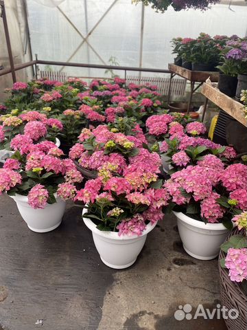 Гортензия крупнолистная купить в Челябинске | Товары для дома и дачи ...