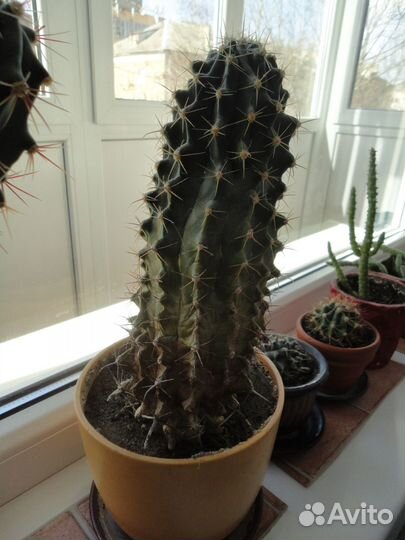 Большой кактус