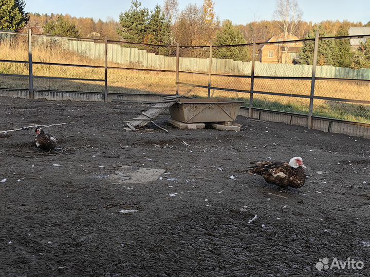 Мускусные утки 6шт почтенного возраста