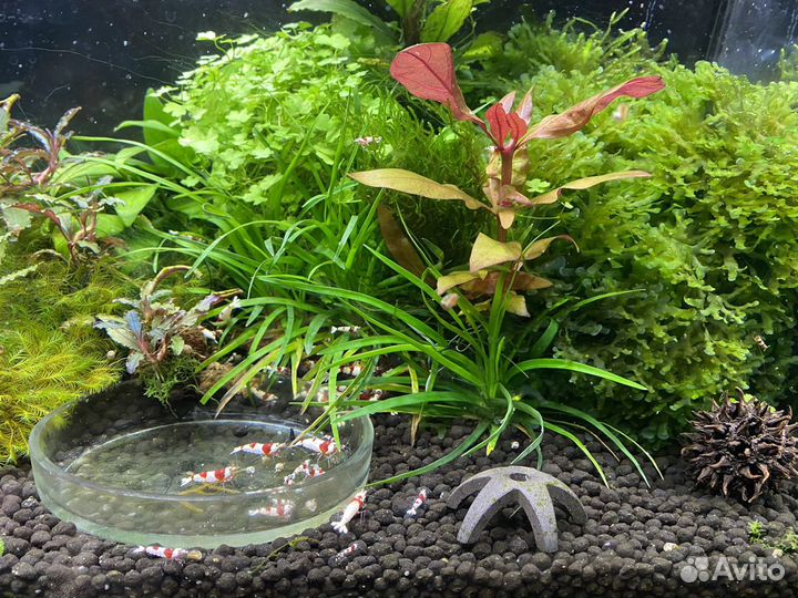 Креветки красный кристалл