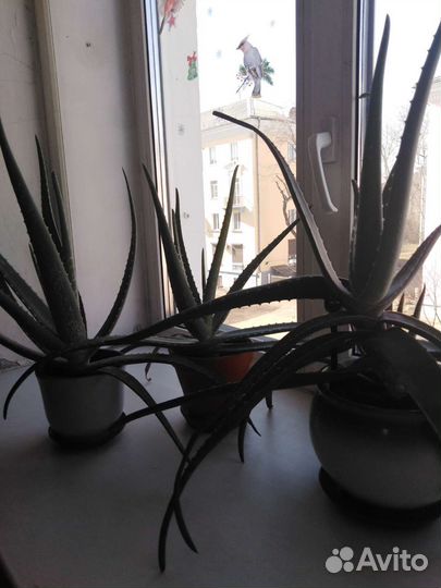 Алоэ вера 3 года