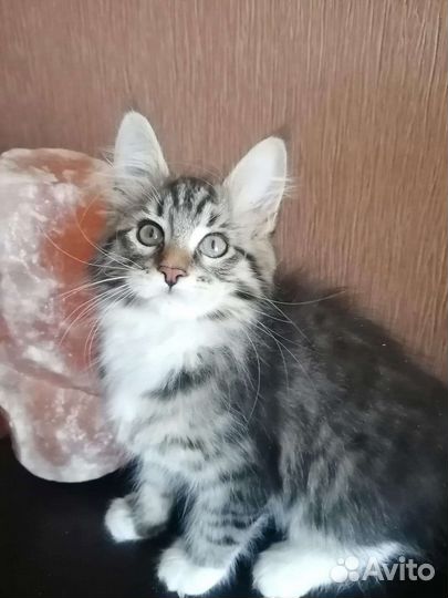 Котята мейн-кун