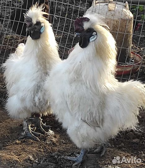 Петухи годовалые