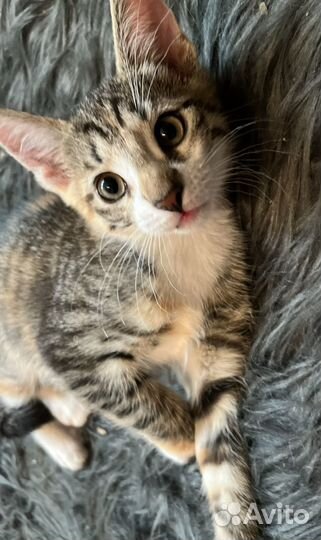 Котенок девочка 2 мес