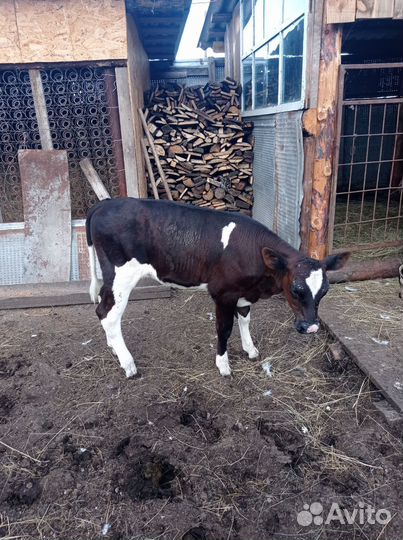 Продам тёлочку