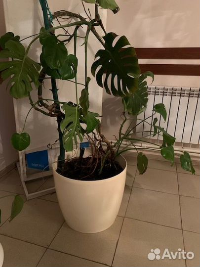 Комнатные цветы монстера