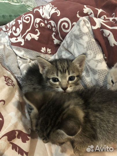 Котята в дар