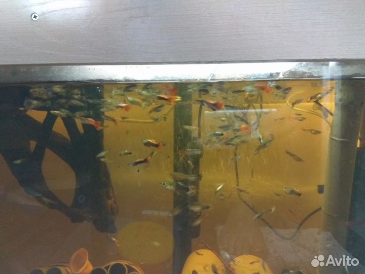 Продам гуппи и креветок